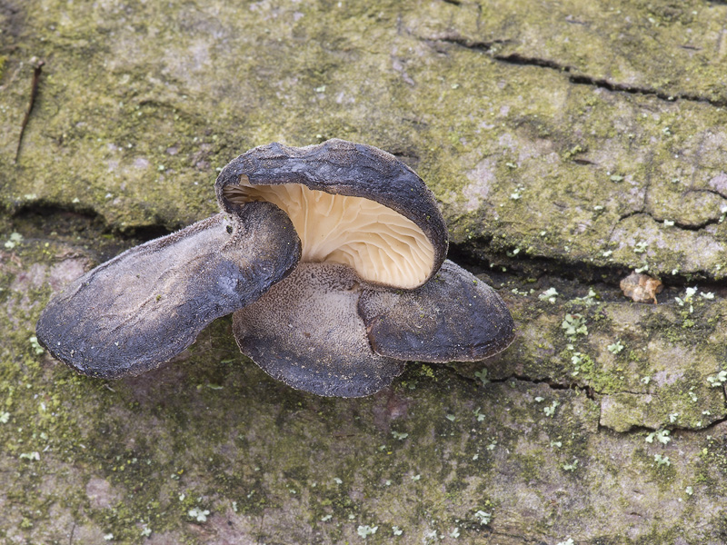 Hohenbuehelia atrocaerulea